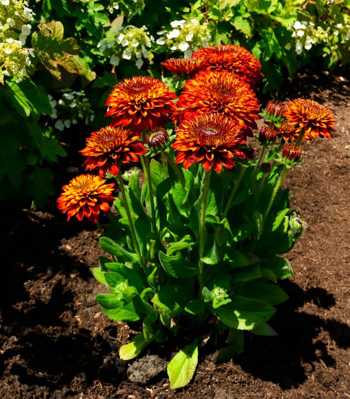 Rudbeckia hirta Solar Sisters™