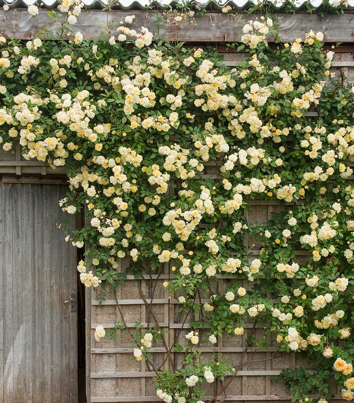 Rosa Malvern Hills®