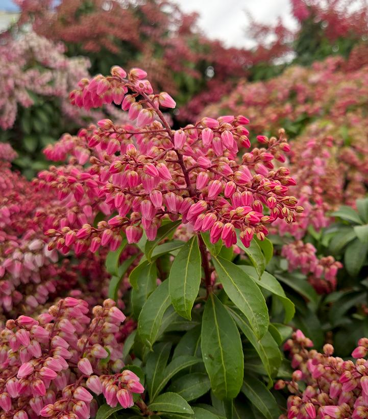 Pieris japonica Enchanted Forest® Impish Elf™