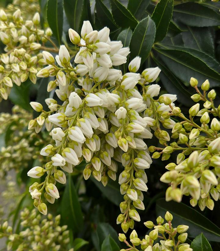 Pieris japonica Enchanted Forest® River Run™