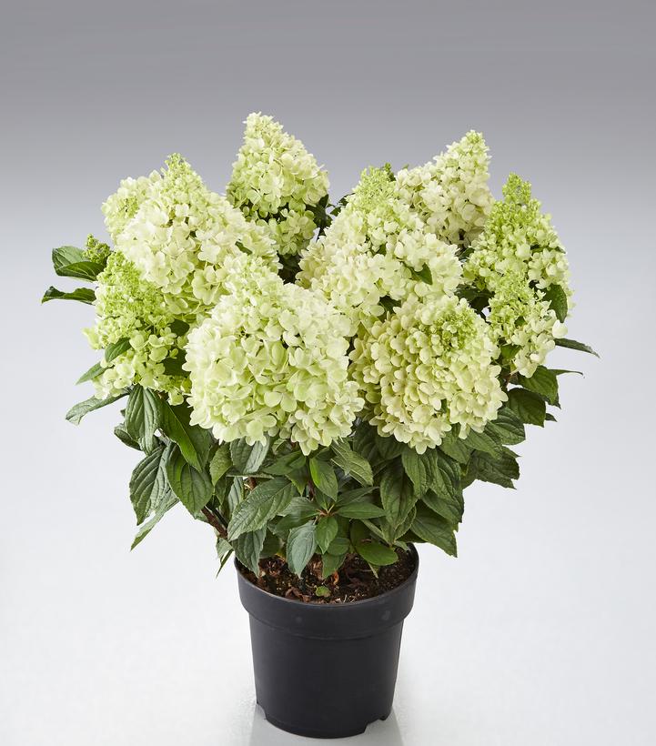 Hydrangea paniculata Panorama