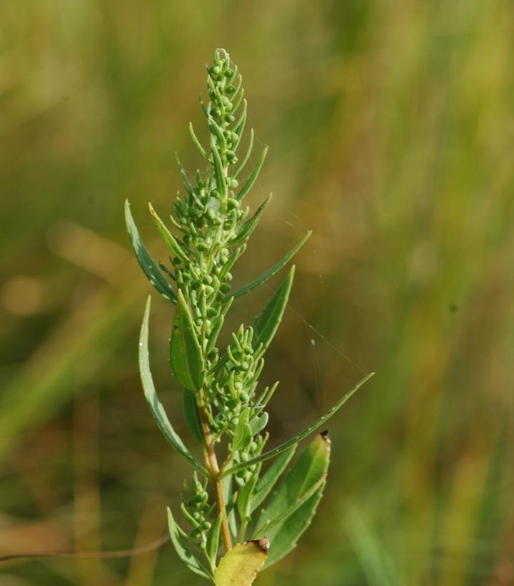 Iva frutescens 