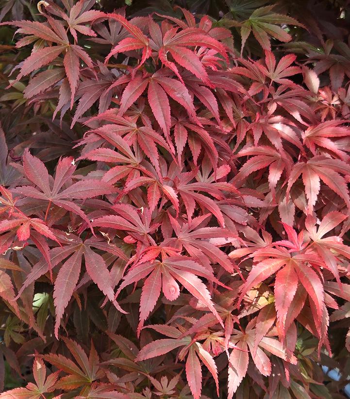 Acer palmatum 'Skeeter's Broom'