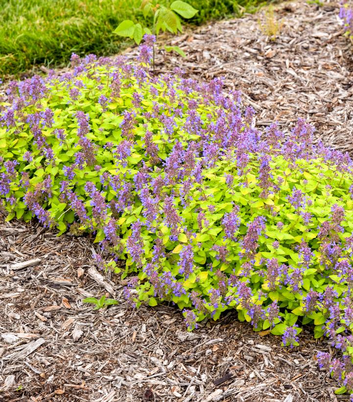 Nepeta x 'Lemon Purrfection'