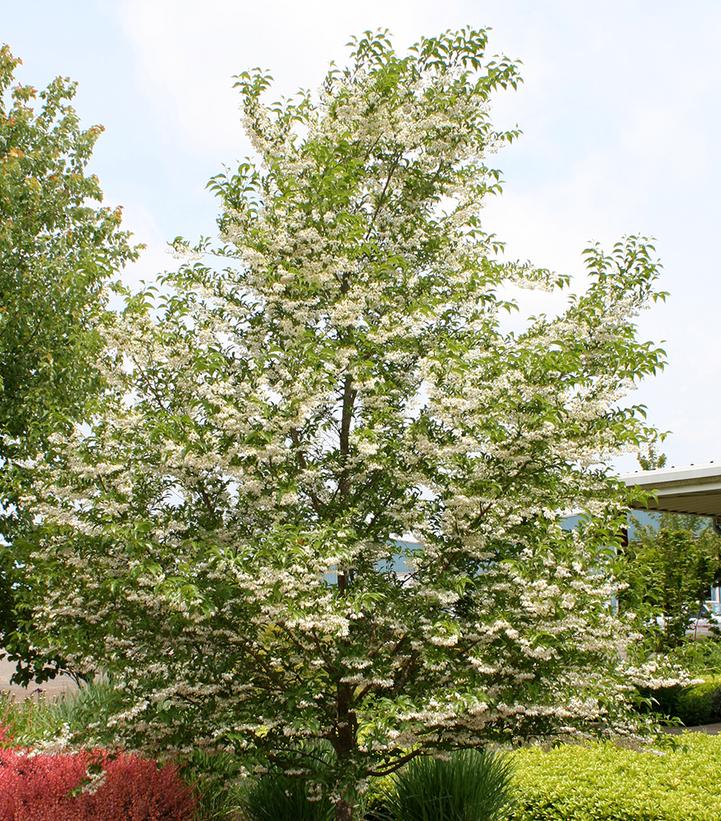 Styrax japonica Snowcone®