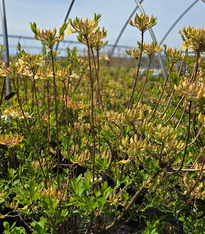 Azalea x 'Choice Cream'