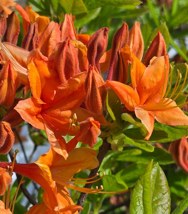 Azalea calendulaceum 'Tangerine Delight'
