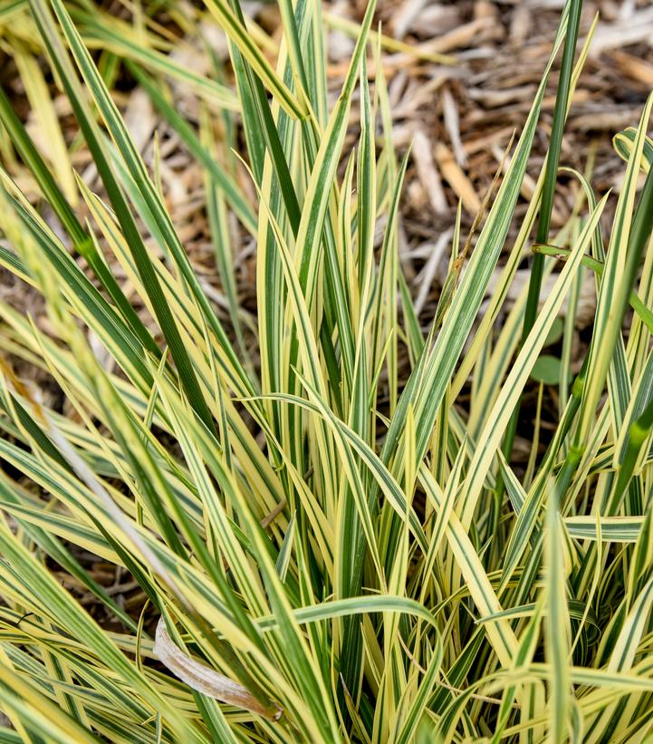 Festuca arundinacea 'Perfect Edging'
