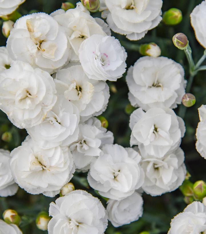 Dianthus x Fruit Punch® Whipped Cream
