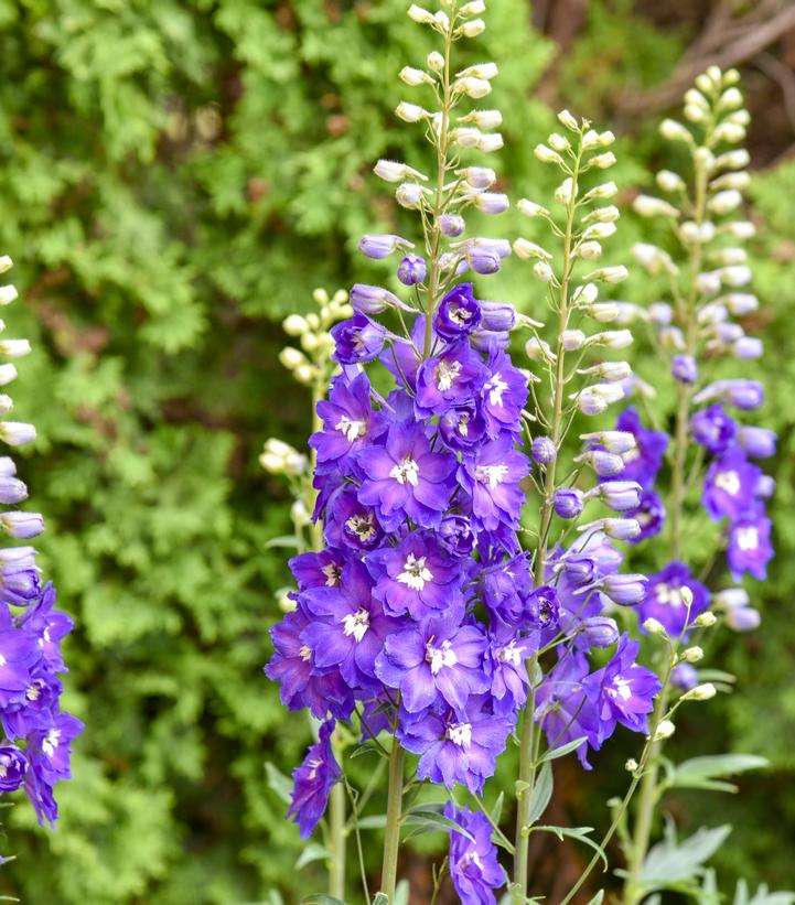 Delphinium elatum 'Violets Are Blue'