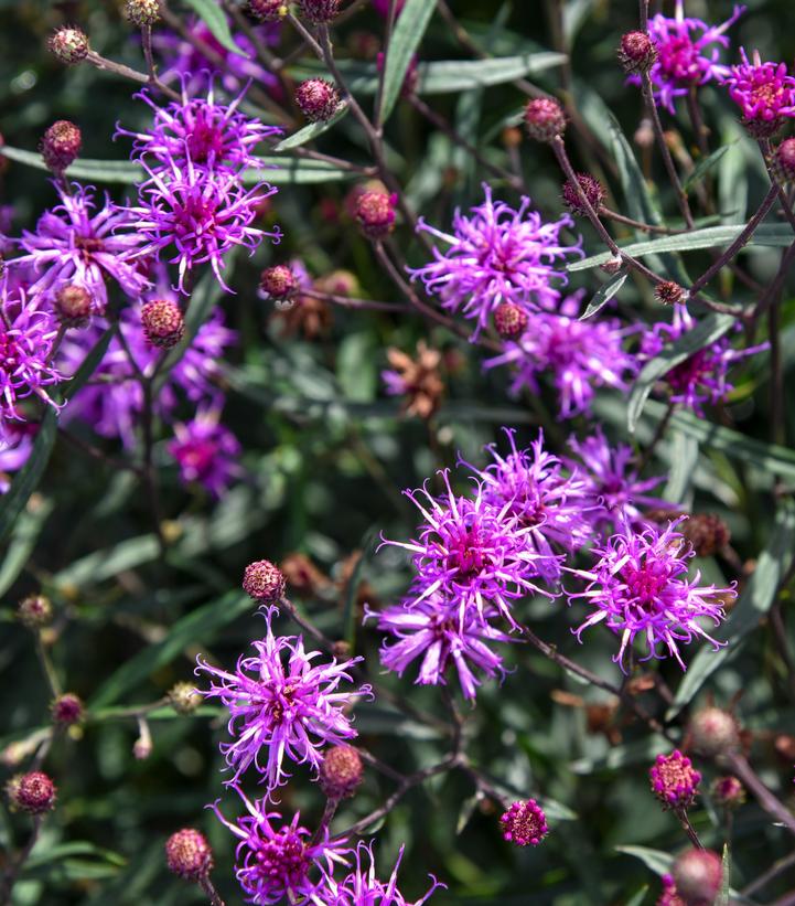Vernonia 'Violet Night'
