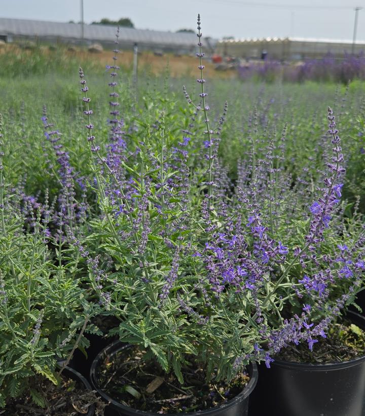 Perovskia atriplicifolia 'Jelena'