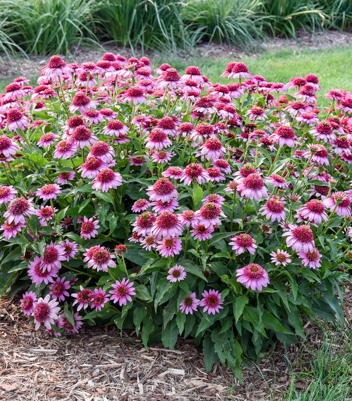 Echinacea x Double Coded® 'Everything's Rosy'