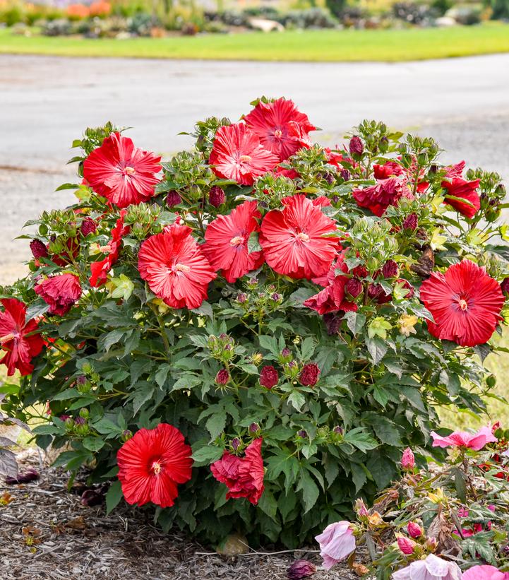 Hibiscus x Summerific® 'Garnet Globes'