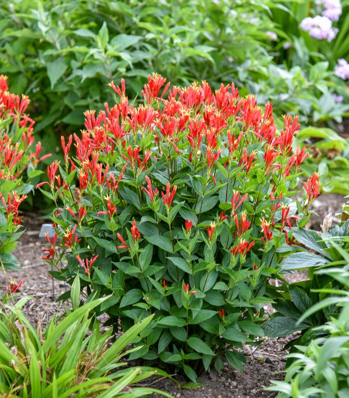 Spigelia marilandica 'Orange Slices'