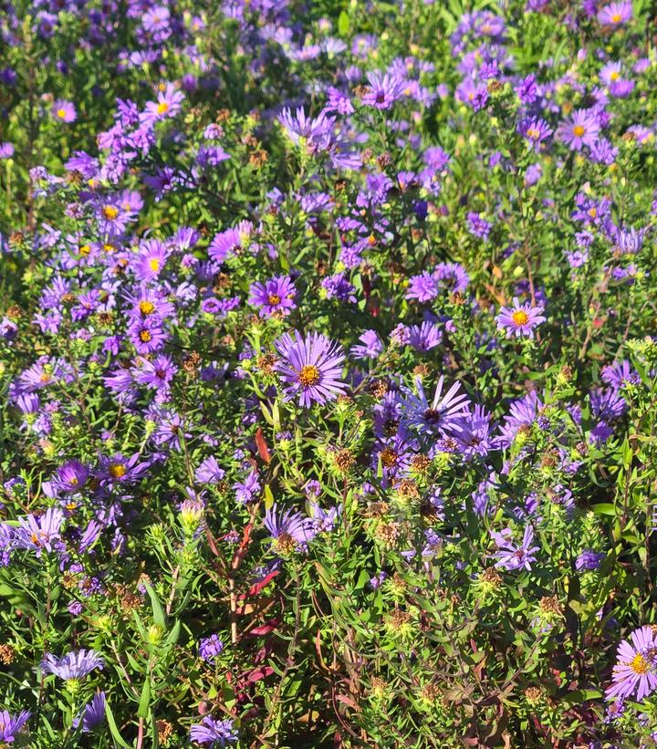 Aster oblongifolium 