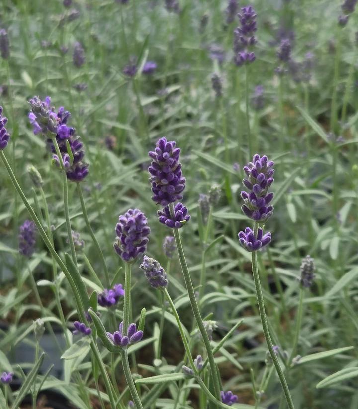 Lavandula angustifolia 'Summer Serenade'