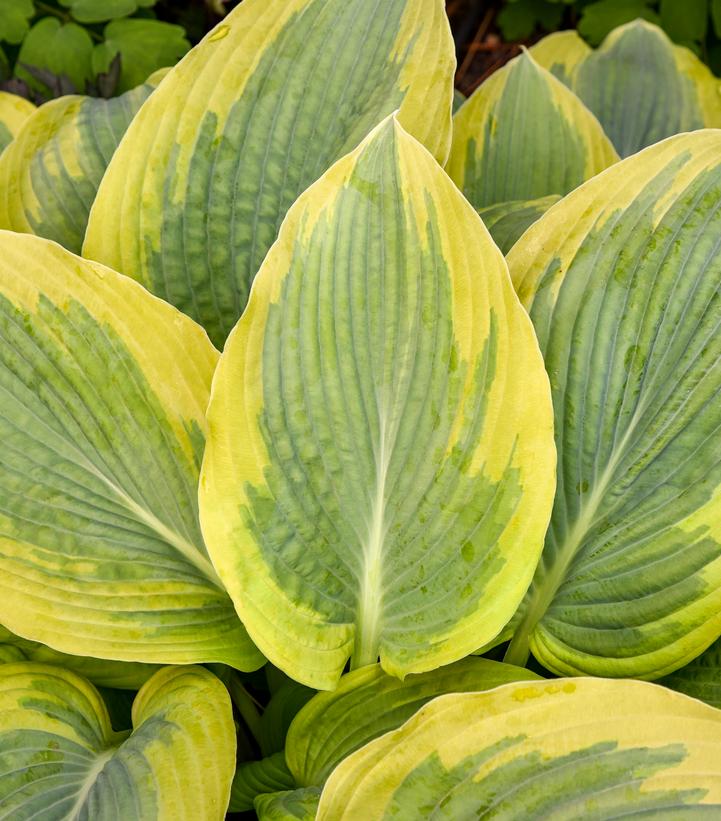 Hosta x Shadowland® 'Chance Encounter'