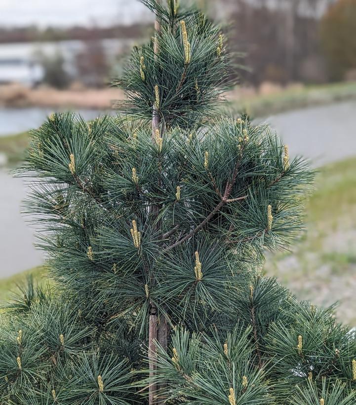 Pinus strobus 