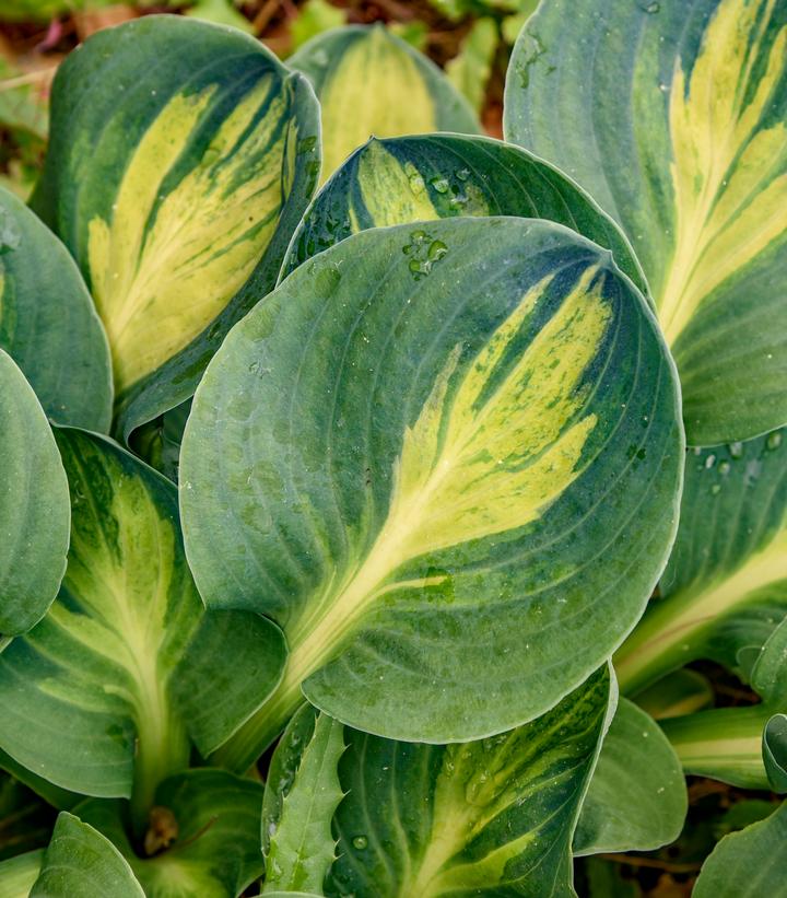 Hosta x 'Mouseketeer'