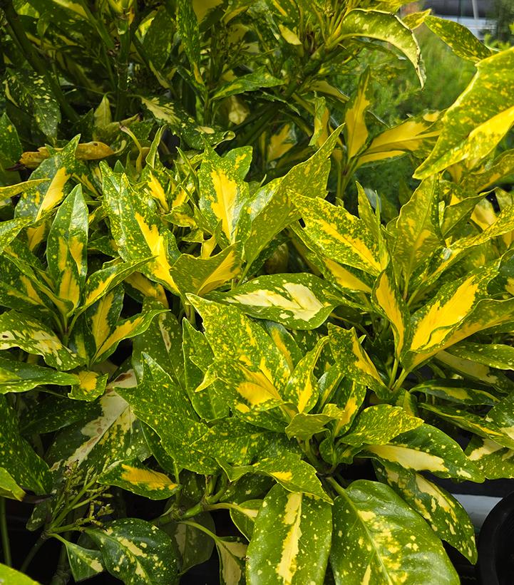 Aucuba japonica 'Picturata'