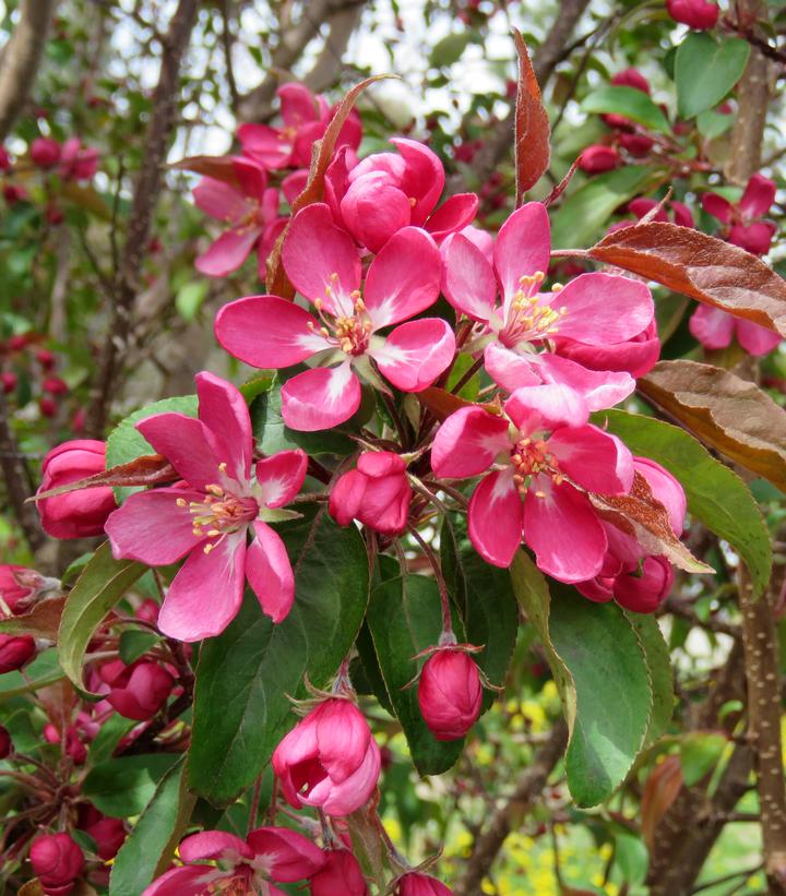 Malus x Courageous™