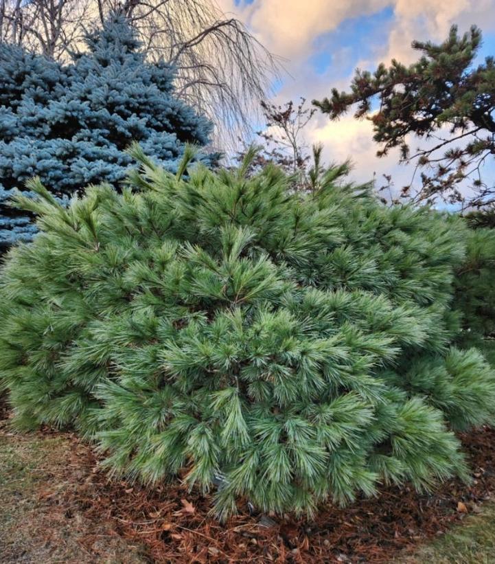 Pinus strobus 'Blue Shag'