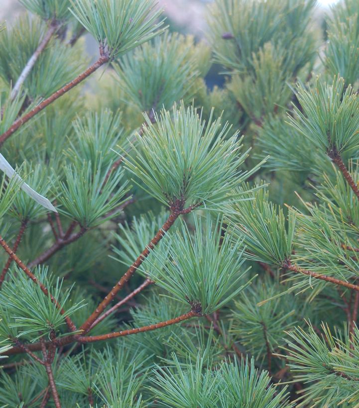Pinus strobus Connecticut Slate
