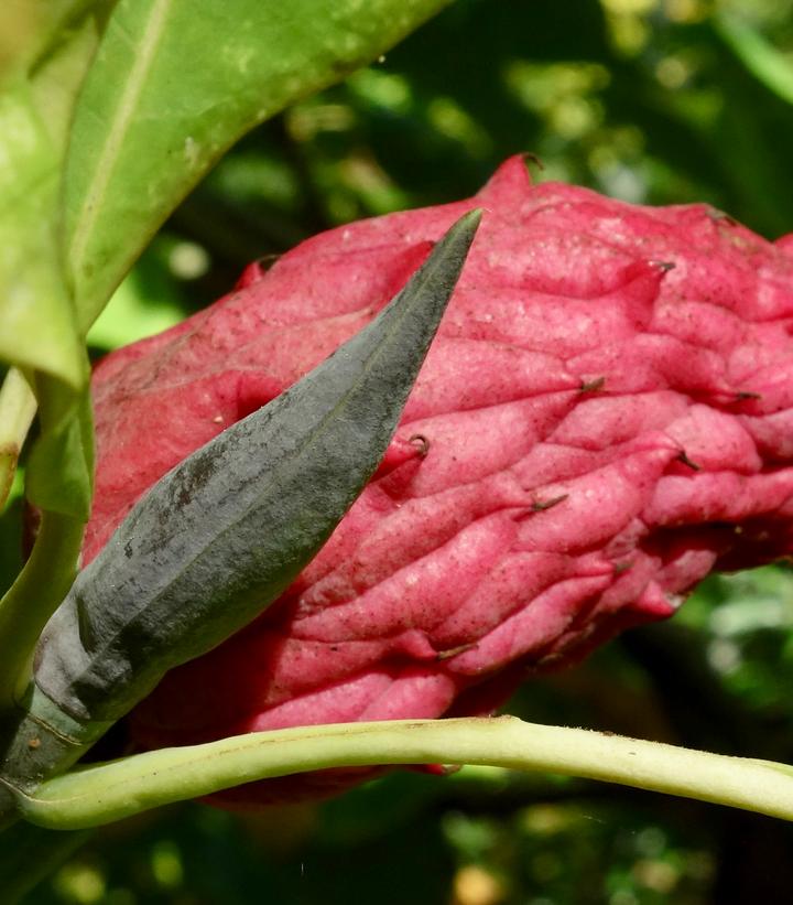 Magnolia tripetala 