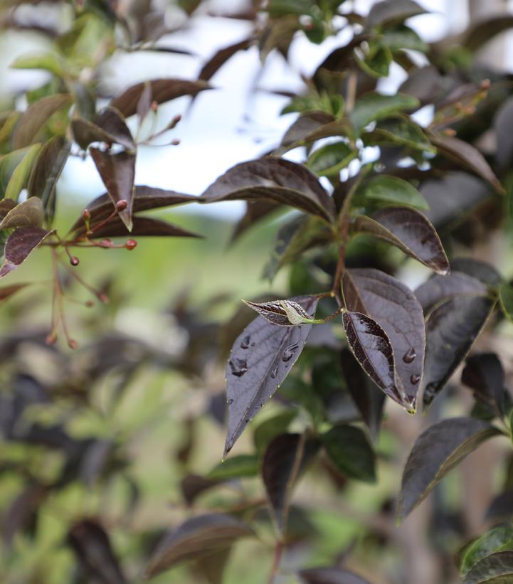 Styrax japonicus Swan Song™