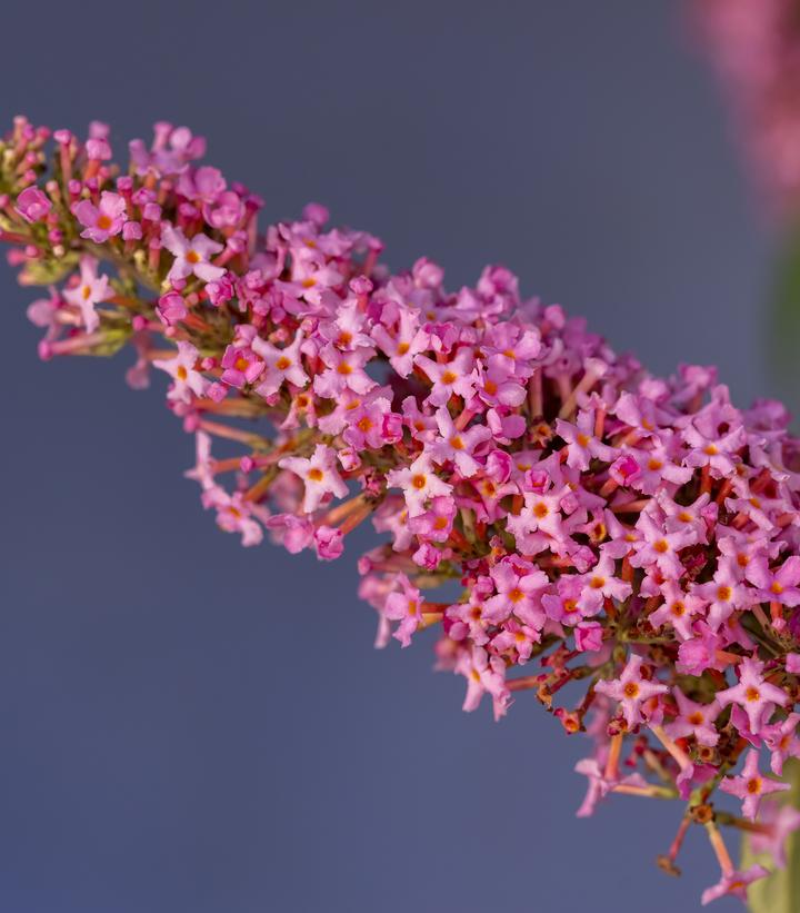 Buddleia davidii Trippy Pink®