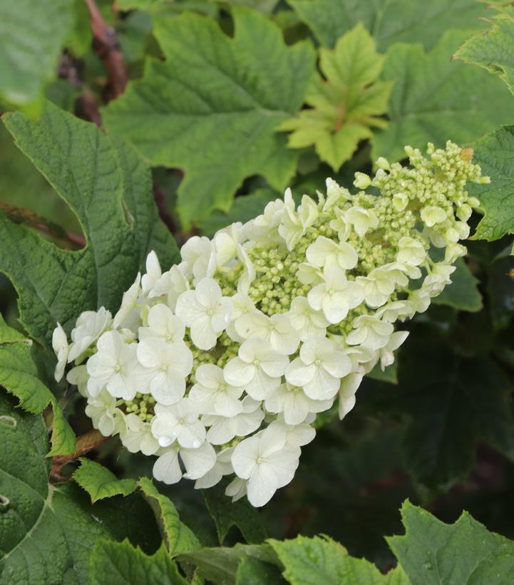 Hydrangea quercifolia Gatsby Glow Ball®