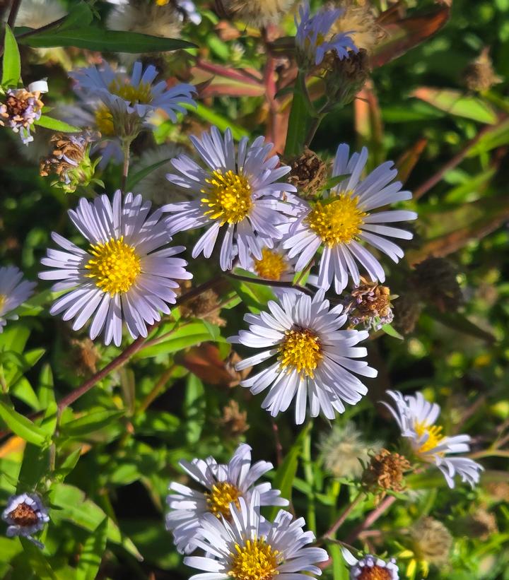 Aster novi-belgii 