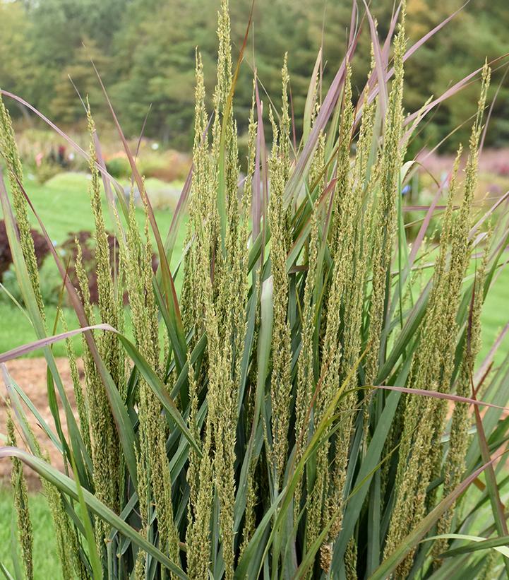 Panicum virgatum Prairie Winds® Blue Spear