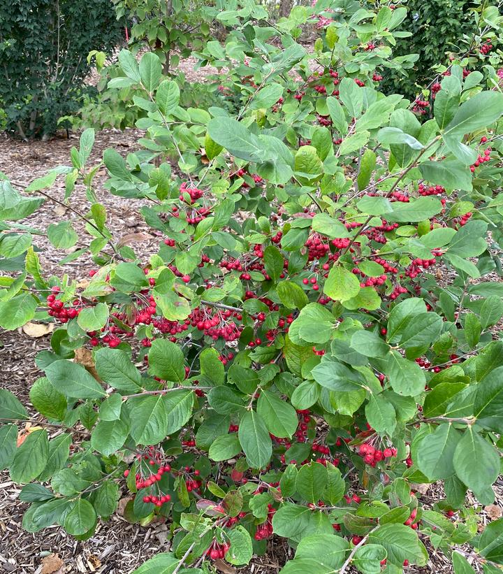 Aronia arbutifolia Berry Scape®