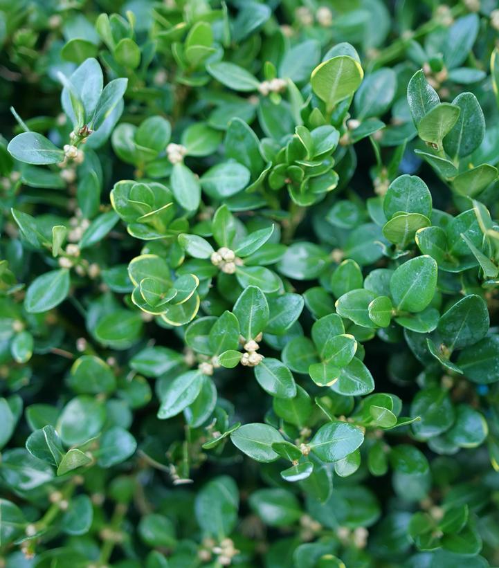 Buxus microphylla Netball®