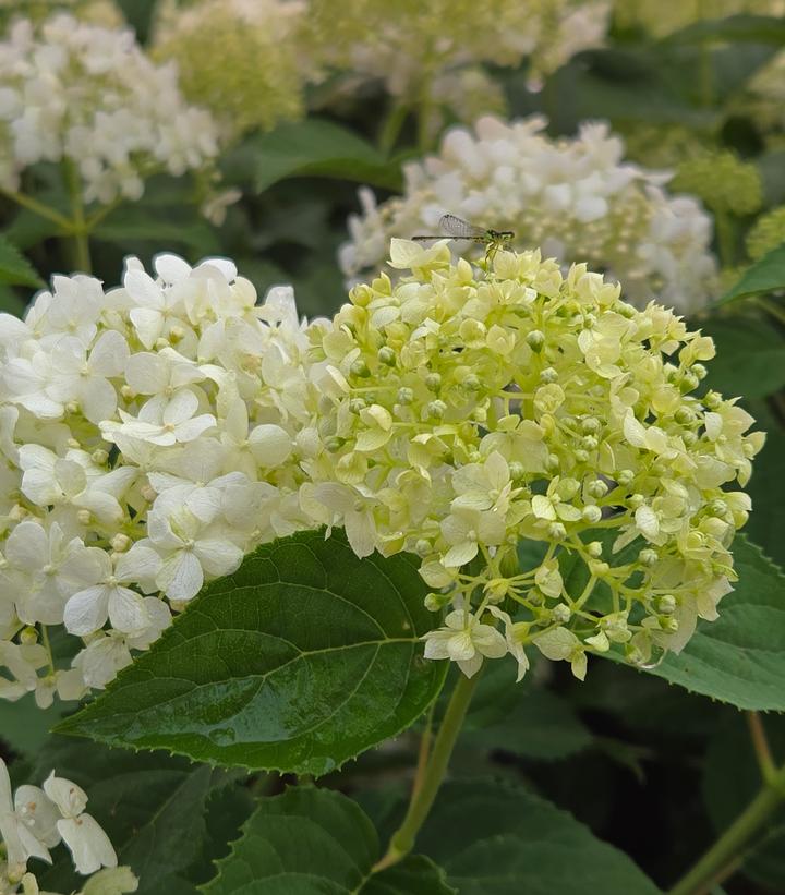 Hydrangea arborescens Incrediball Storm Proof™