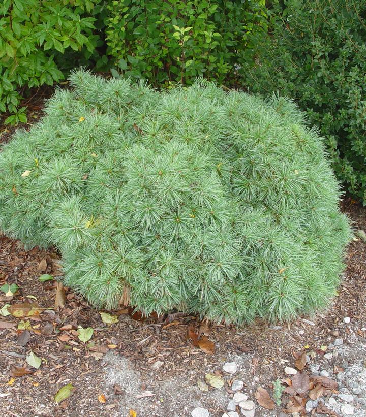 Pinus strobus Soft Touch