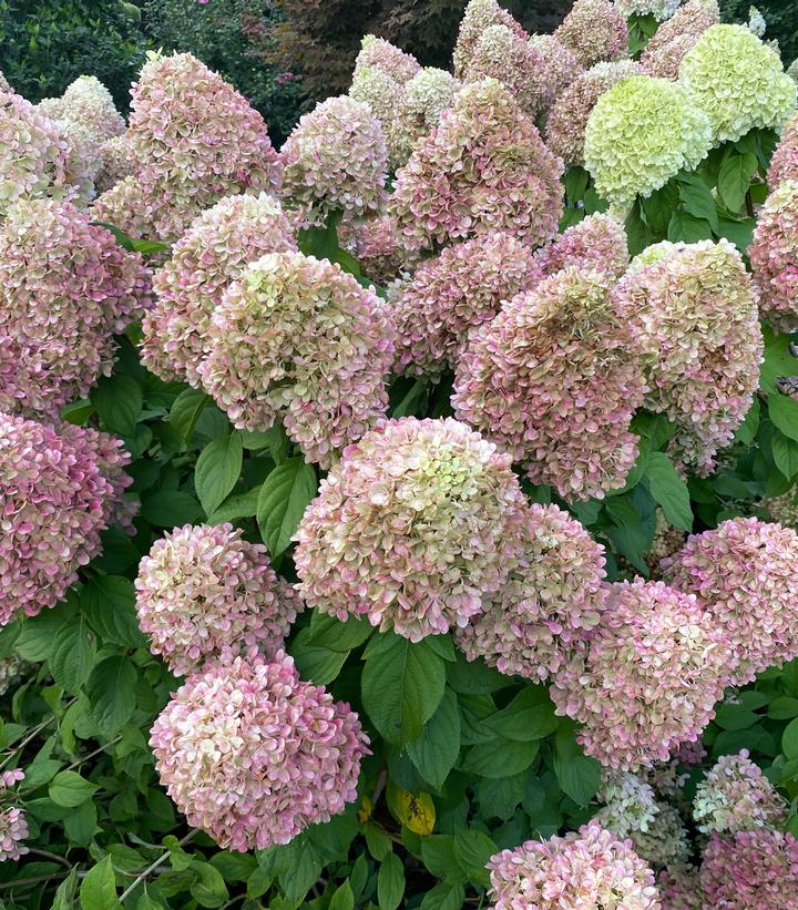 Hydrangea paniculata Powerball®