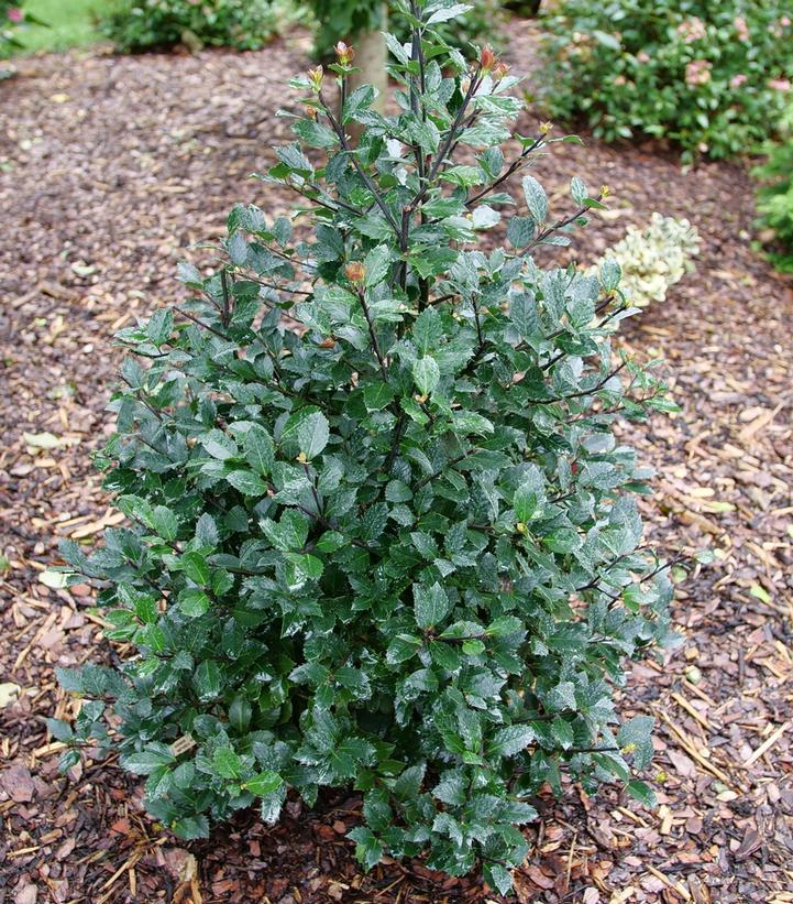Ilex x Castle Rouge®