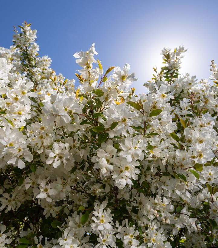 Exochorda x macrantha Lotus Moon™