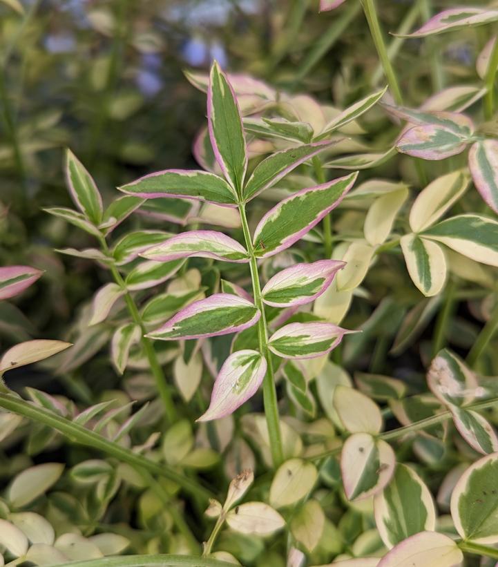 Polemonium reptans 'Stairway to Heaven'