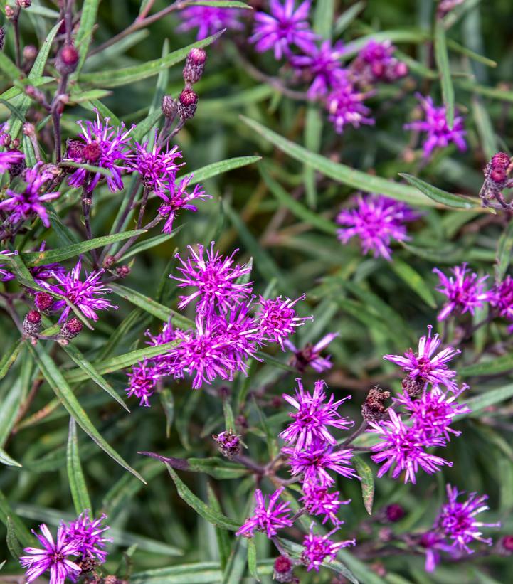 Vernonia x 'Prairie Princess'