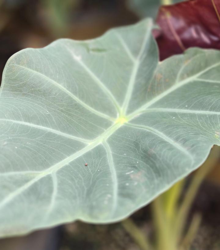 Alocasia 'Mayan Mask'