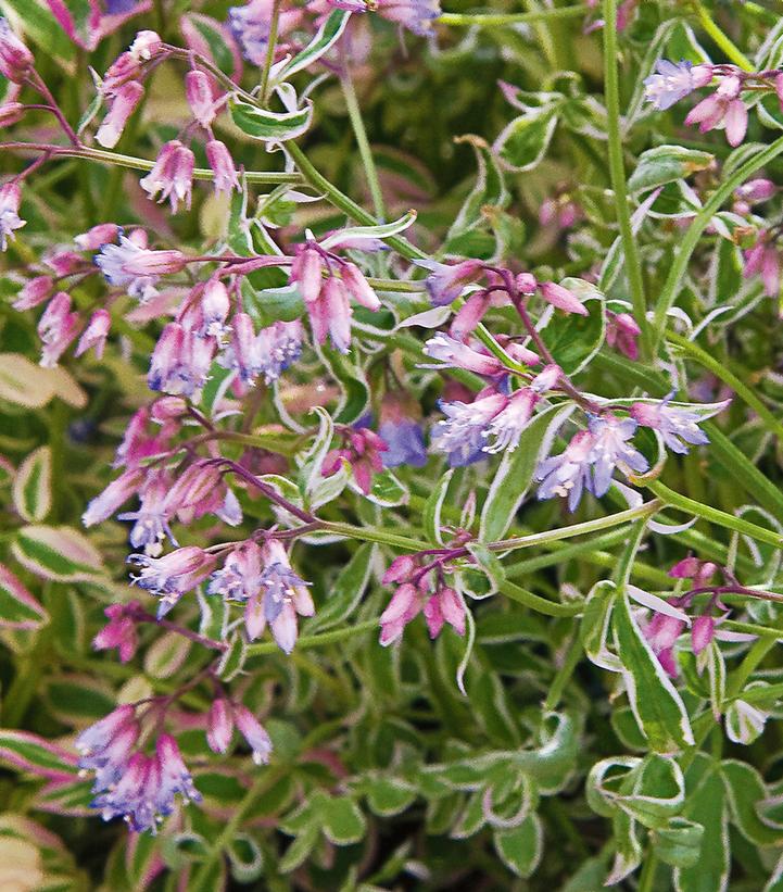Polemonium reptans 'Touch of Class'