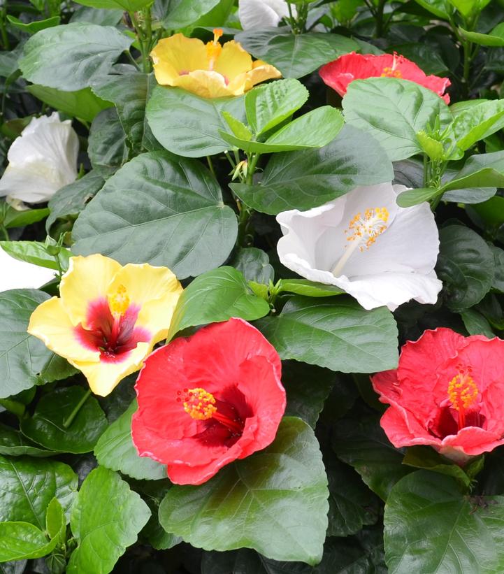 Hibiscus rosa-sinensis Hollywood Hibiscus™ Bloom Bash®