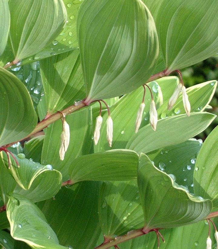 Polygonatum odoratum 'Variegatum'
