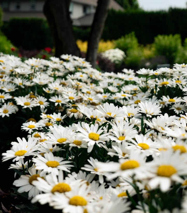 Leucanthemum maximum Ooh La™ LaGrande