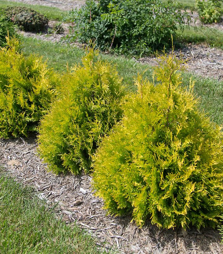 Thuja occidentalis Lemon Burst®