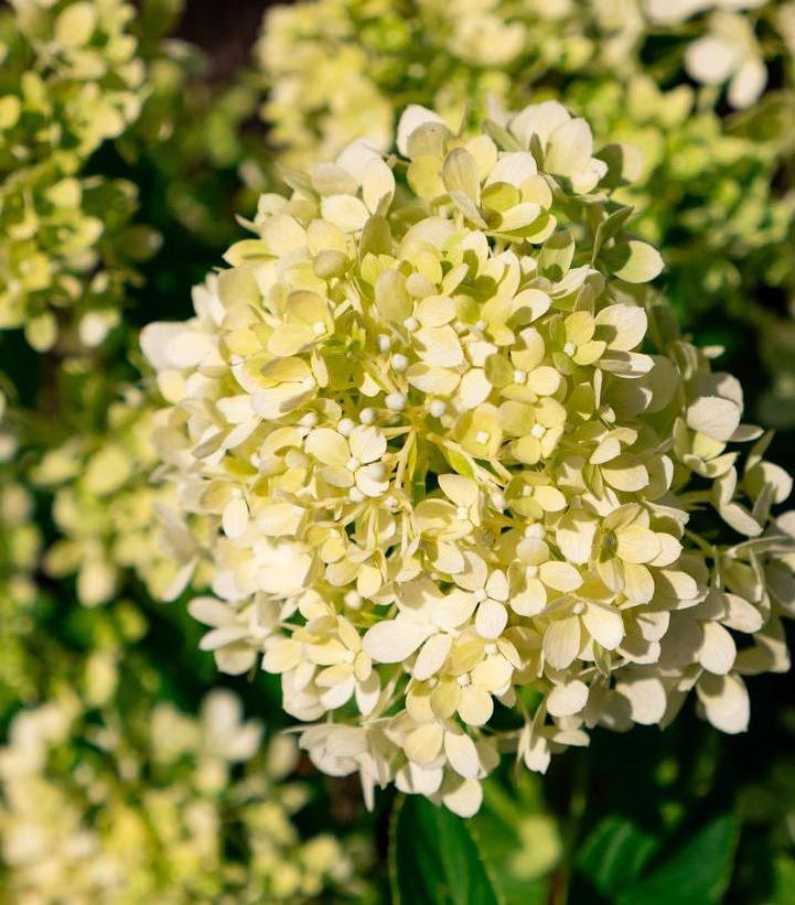 Hydrangea paniculata Bubble Bath™